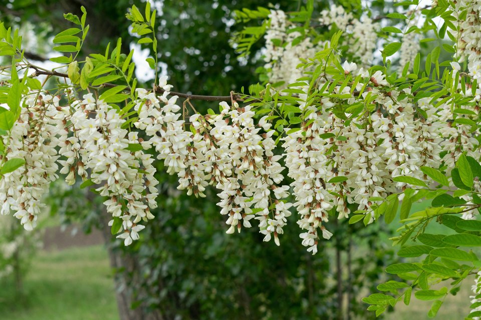Akát